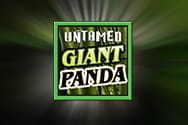 Untamed Giant Panda